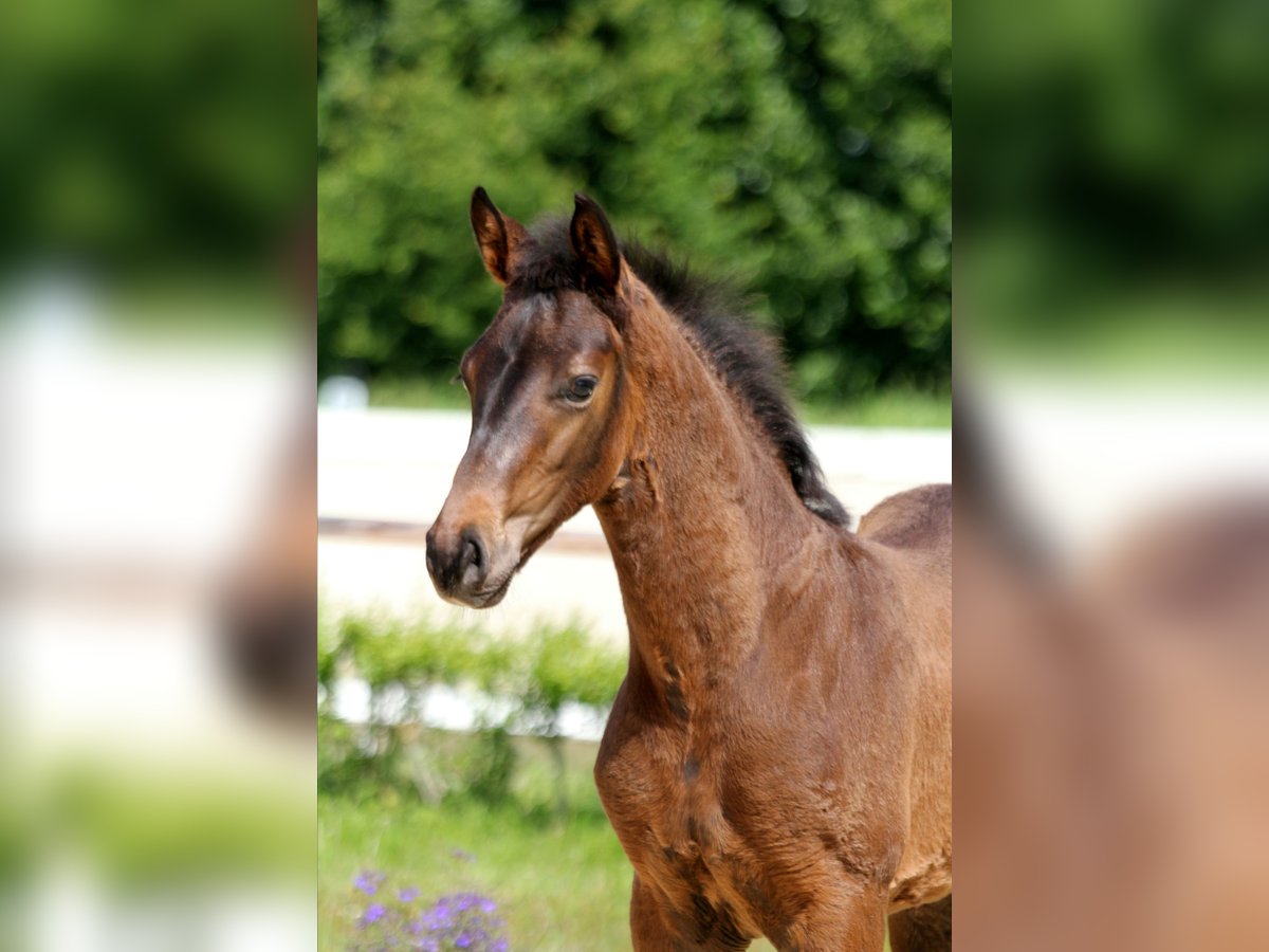 Hanoverian Stallion Foal (04/2025) Bay-Dark in Wingst