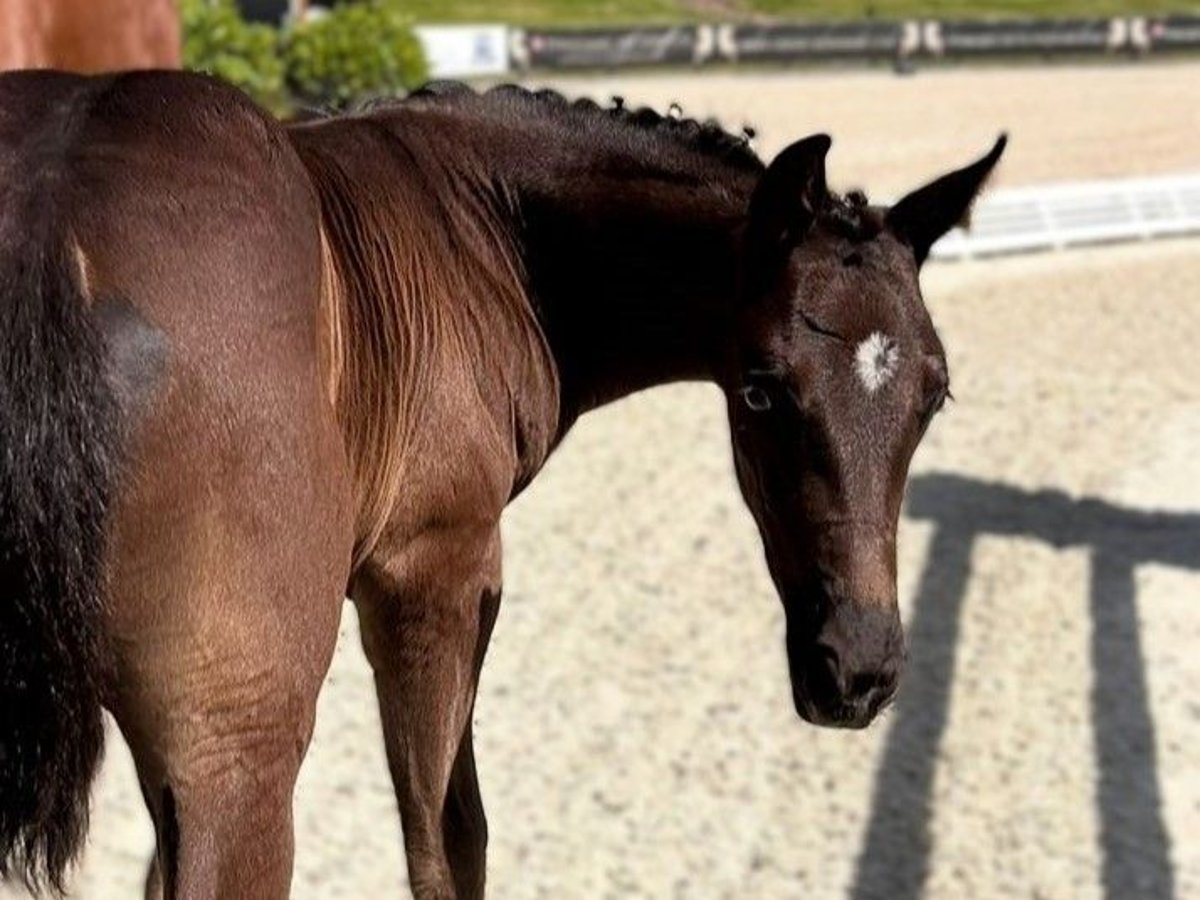Hanoverian Stallion  Bay-Dark in Nuthe-Urstromtal