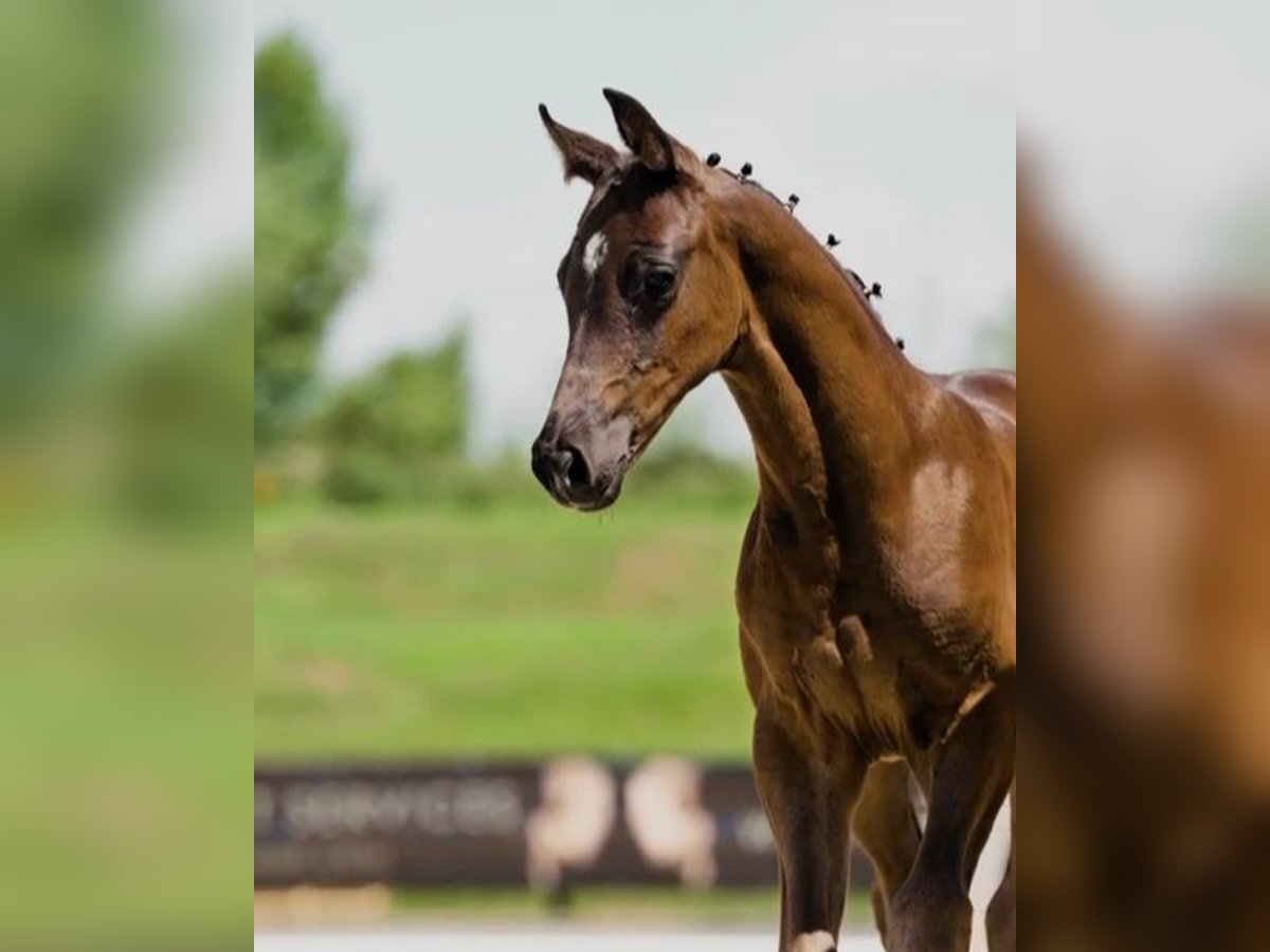 Hanoverian Stallion Foal (05/2025) Bay-Dark in Nuthe-Urstromtal