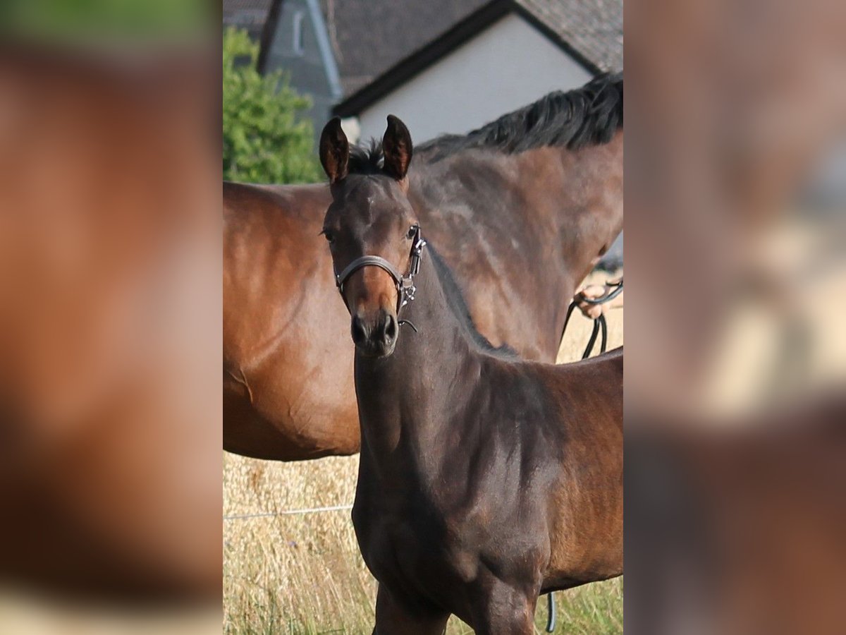 Hanoverian Stallion Foal (04/2025) Bay-Dark in Bromskirchen