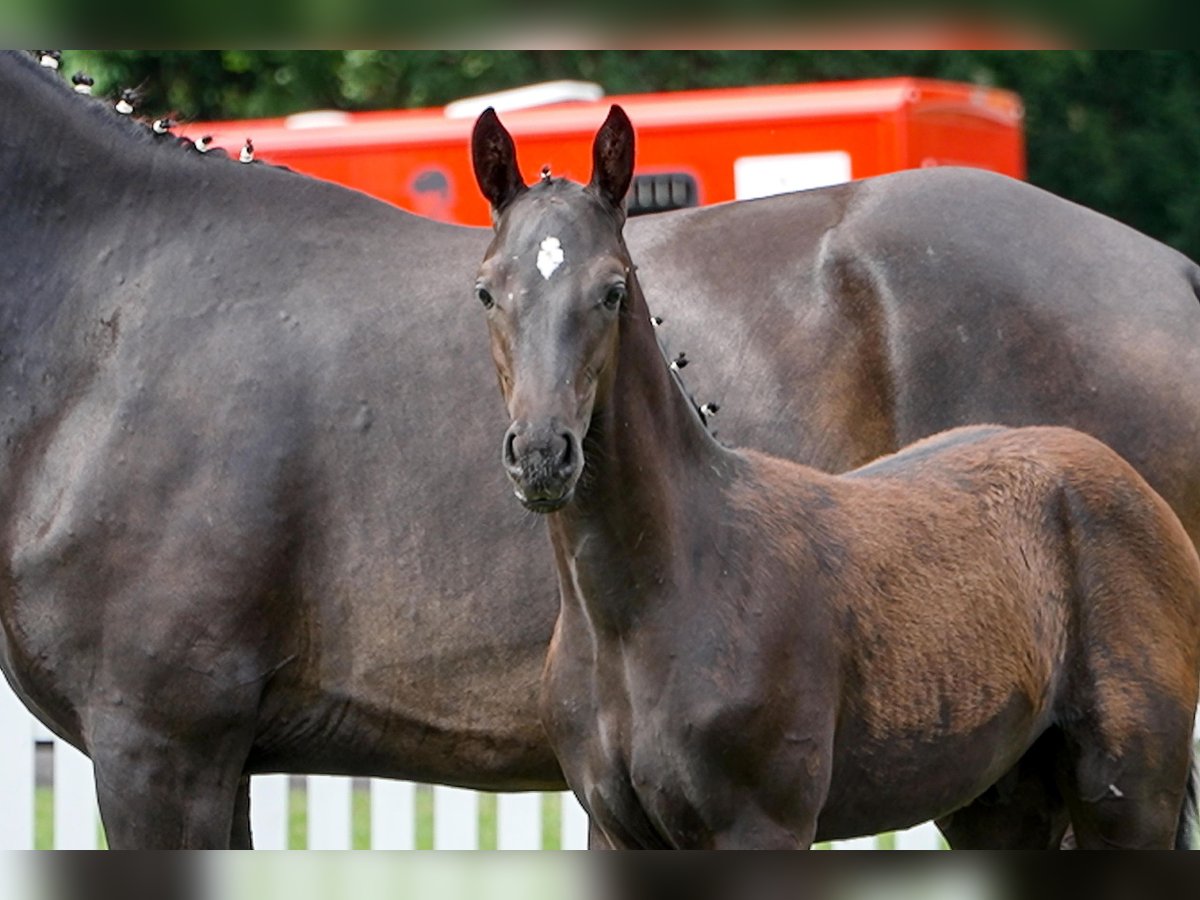 Hanoverian Stallion  Bay-Dark in Celle