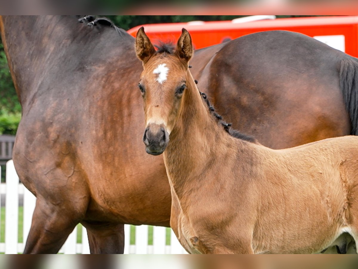 Hanoverian Stallion  Bay-Dark in Celle