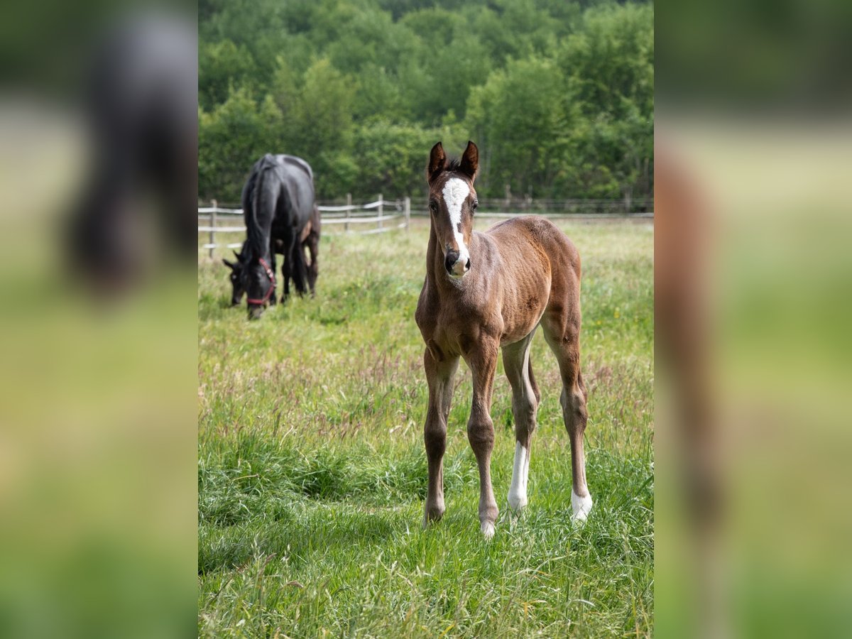 Hanoverian Stallion  Bay-Dark in Wahrenholz