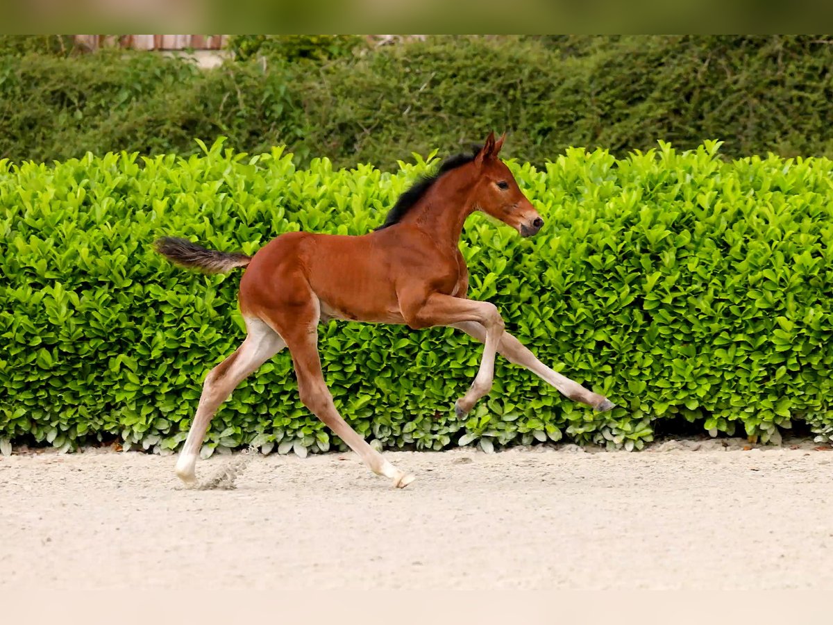 Hanoverian Stallion Foal (05/2025) Bay-Dark in Lembruch