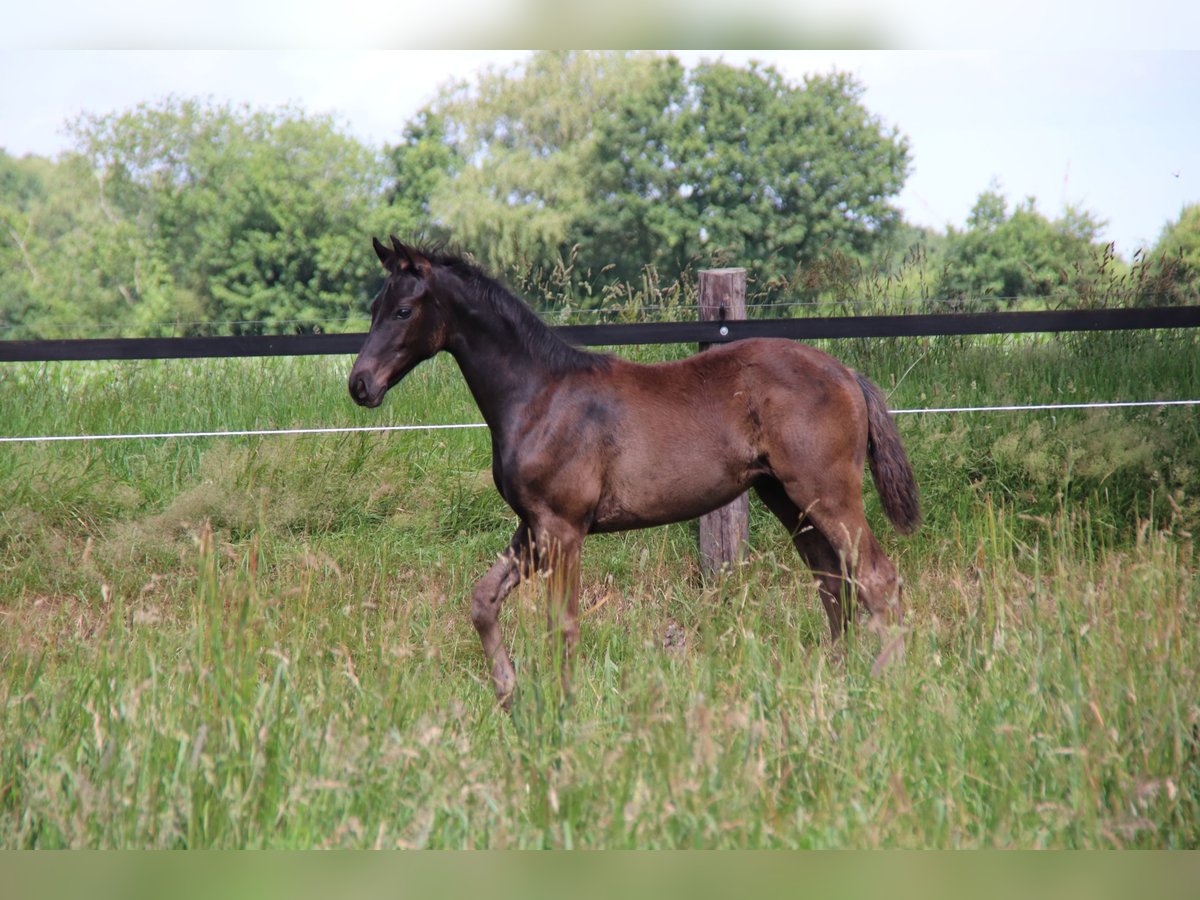 Hanoverian Stallion  Black in Bad Bederkesa