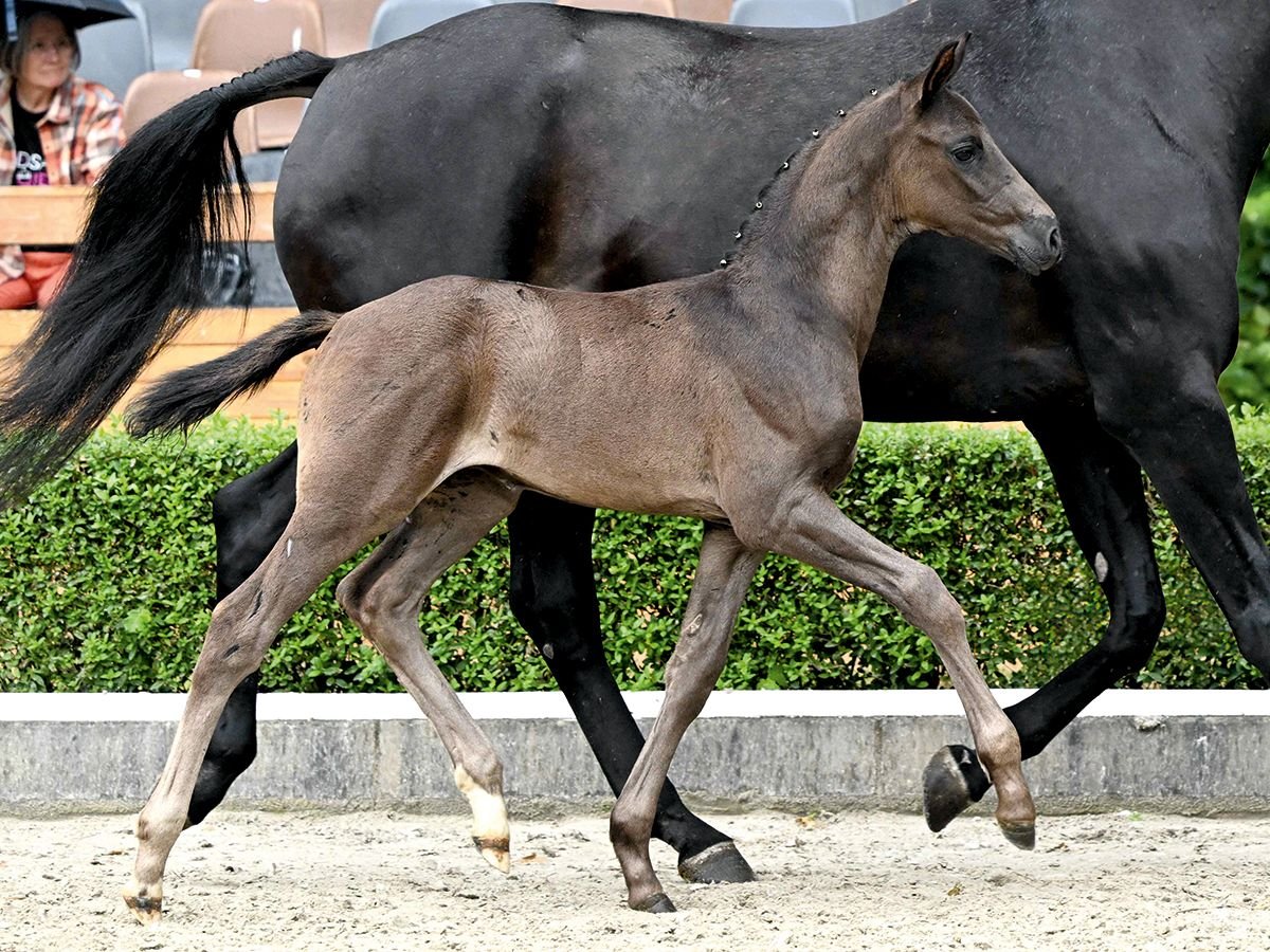 Hanoverian Stallion Foal (06/2025) Black in Bad Bevensen