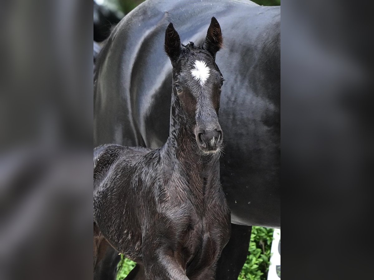 Hanoverian Stallion  Black in Bad Bevensen