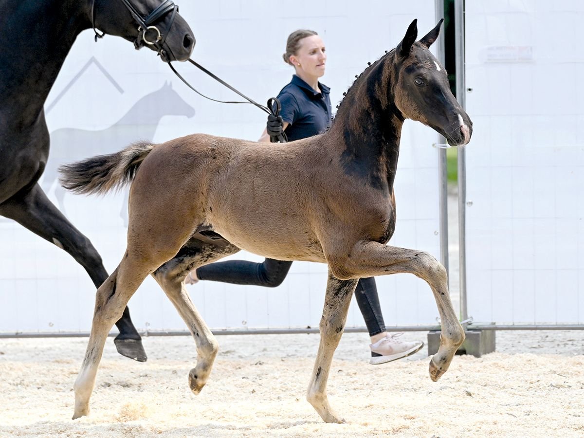 Hanoverian Stallion Foal (05/2025) Black in Bad Bevensen
