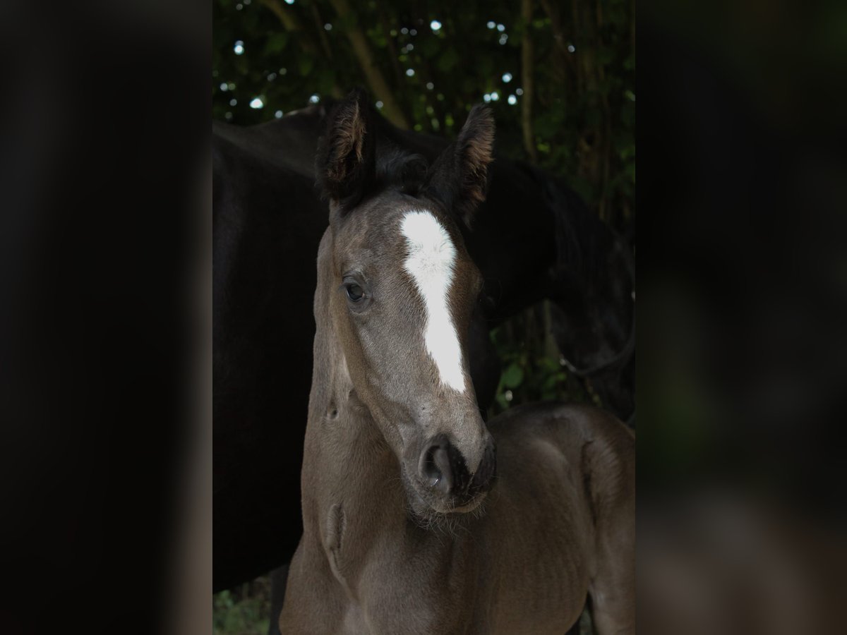 Hanoverian Stallion  Black in Hamersen