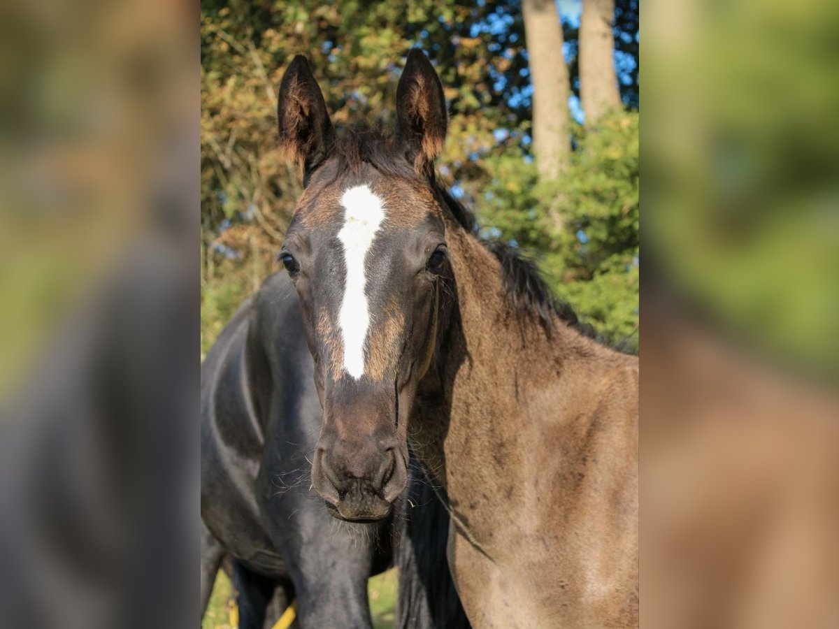 Hanoverian Stallion Foal (06/2025) Black in Hamersen