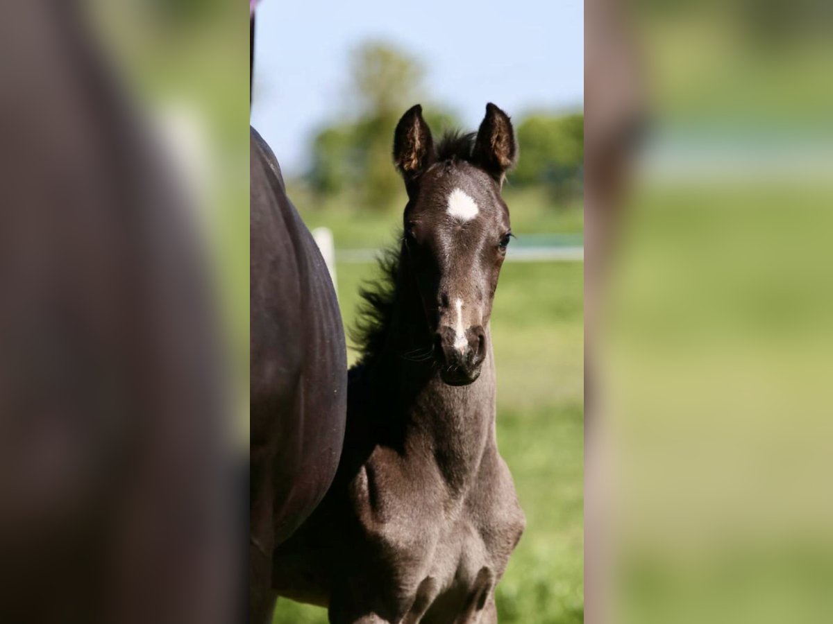 Hanoverian Stallion  Black in Vechta