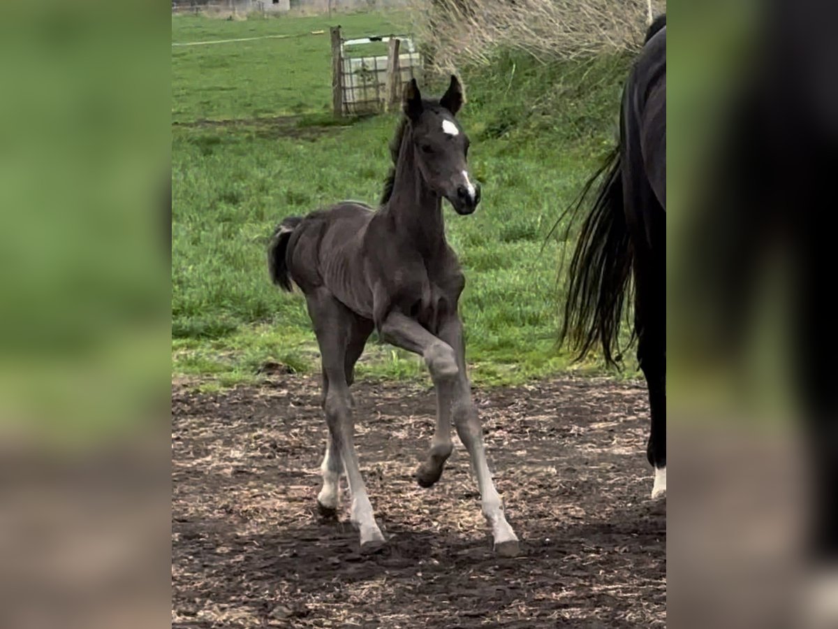 Hanoverian Stallion  Black in Vechta