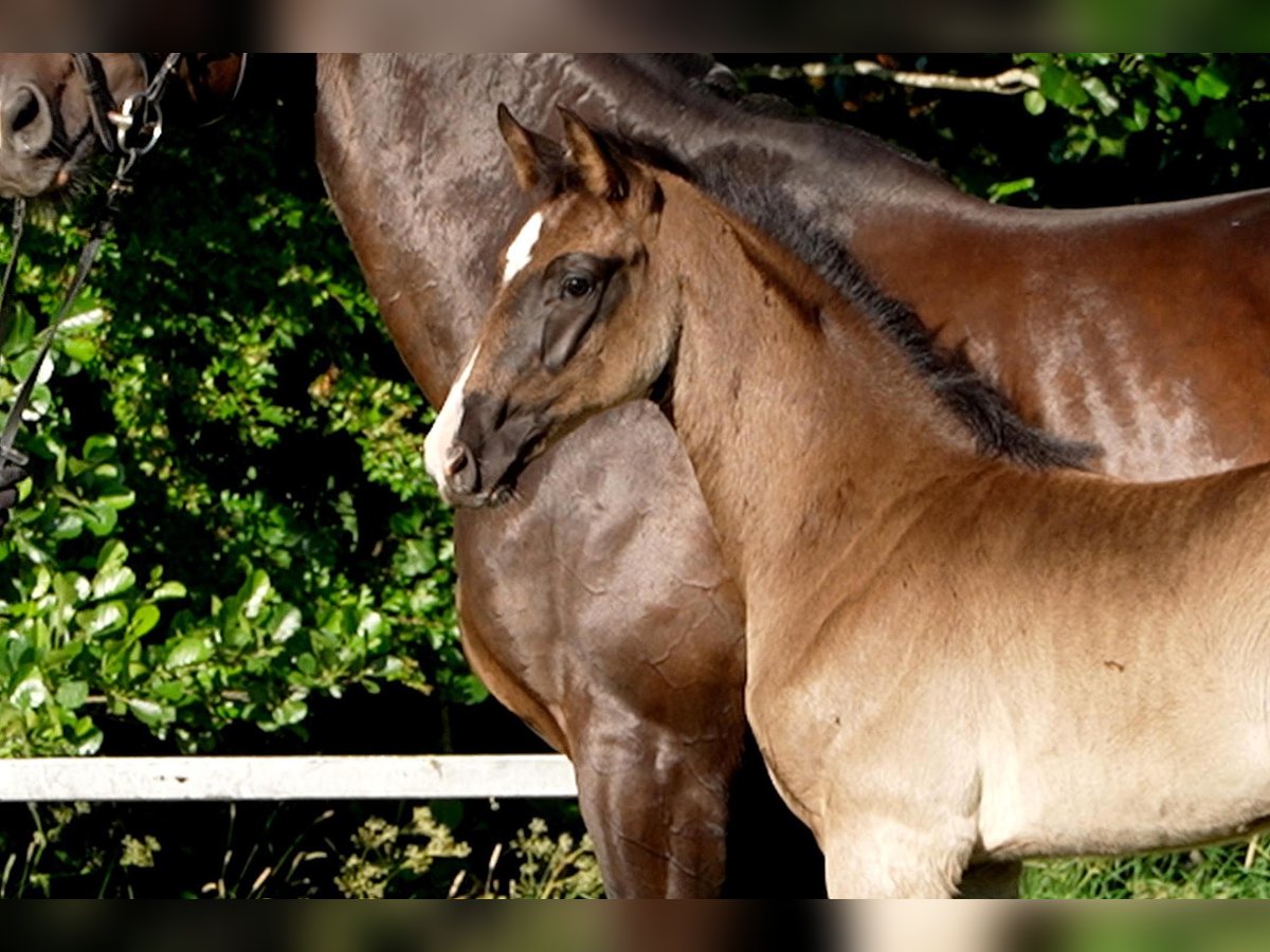 Hanoverian Stallion  Black in Celle