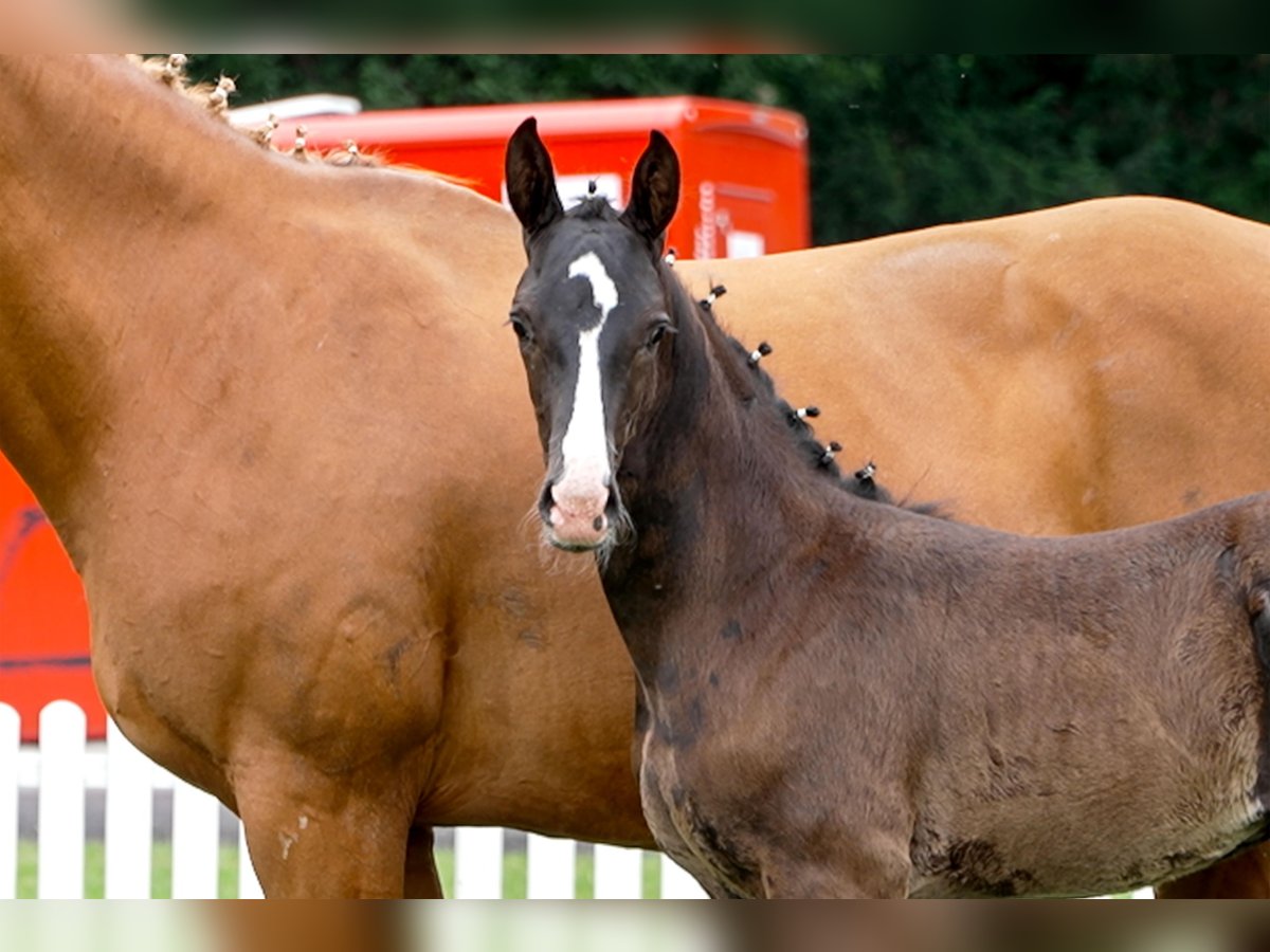 Hanoverian Stallion  Black in Celle
