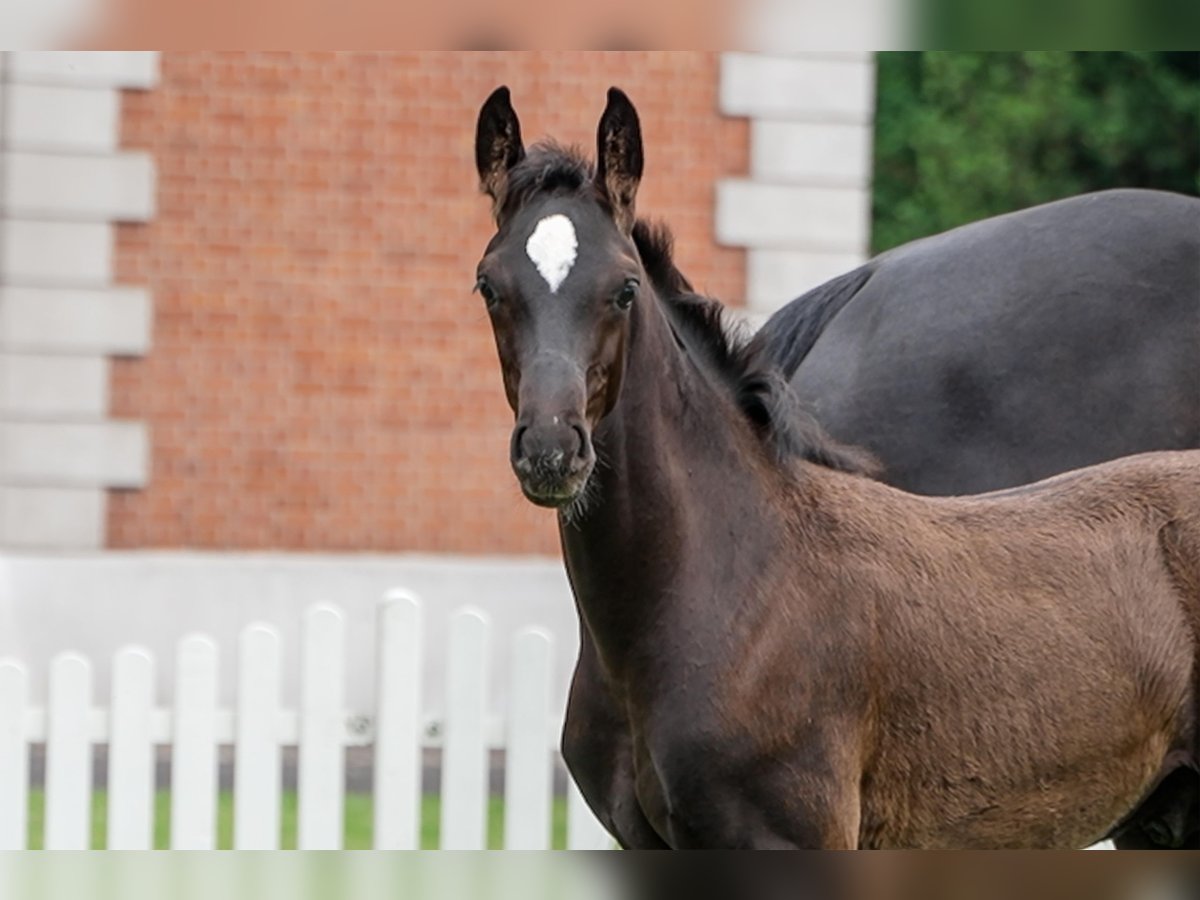 Hanoverian Stallion  Black in Celle