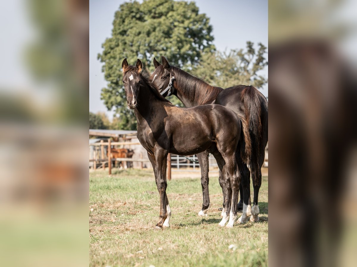 Hanoverian Stallion Foal (06/2025) Black in Grasberg