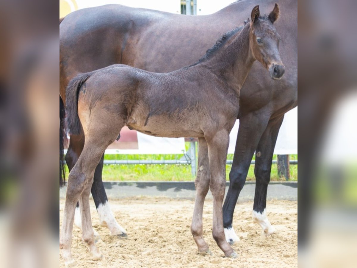 Hanoverian Stallion Foal (05/2024) Black in Grasberg