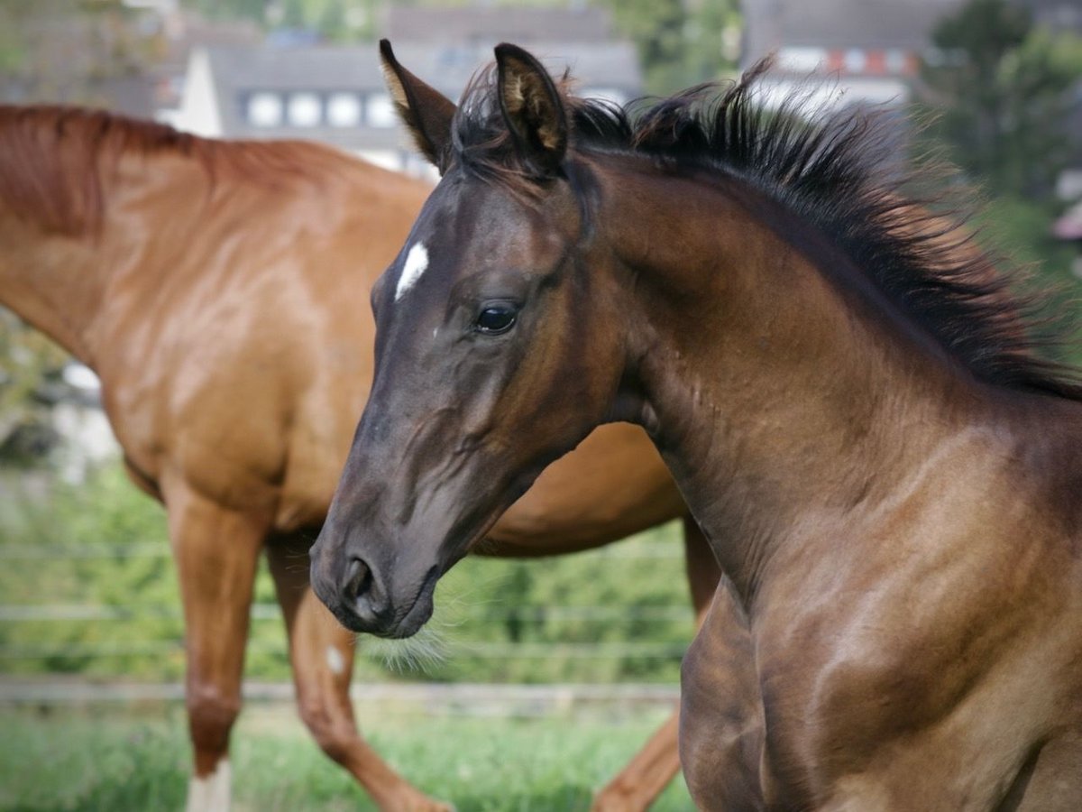 Hanoverian Stallion Foal (04/2024) Black in Kettig