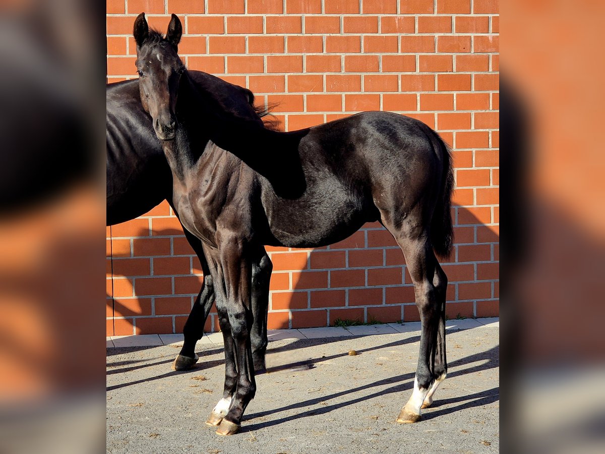 Hanoverian Stallion Foal (05/2025) Black in Ochtersum
