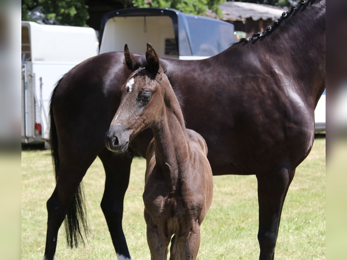 Hanoverian Stallion  Black in Niendorf