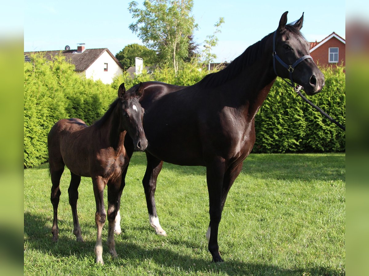 Hanoverian Stallion Foal (05/2025) Black in Niendorf