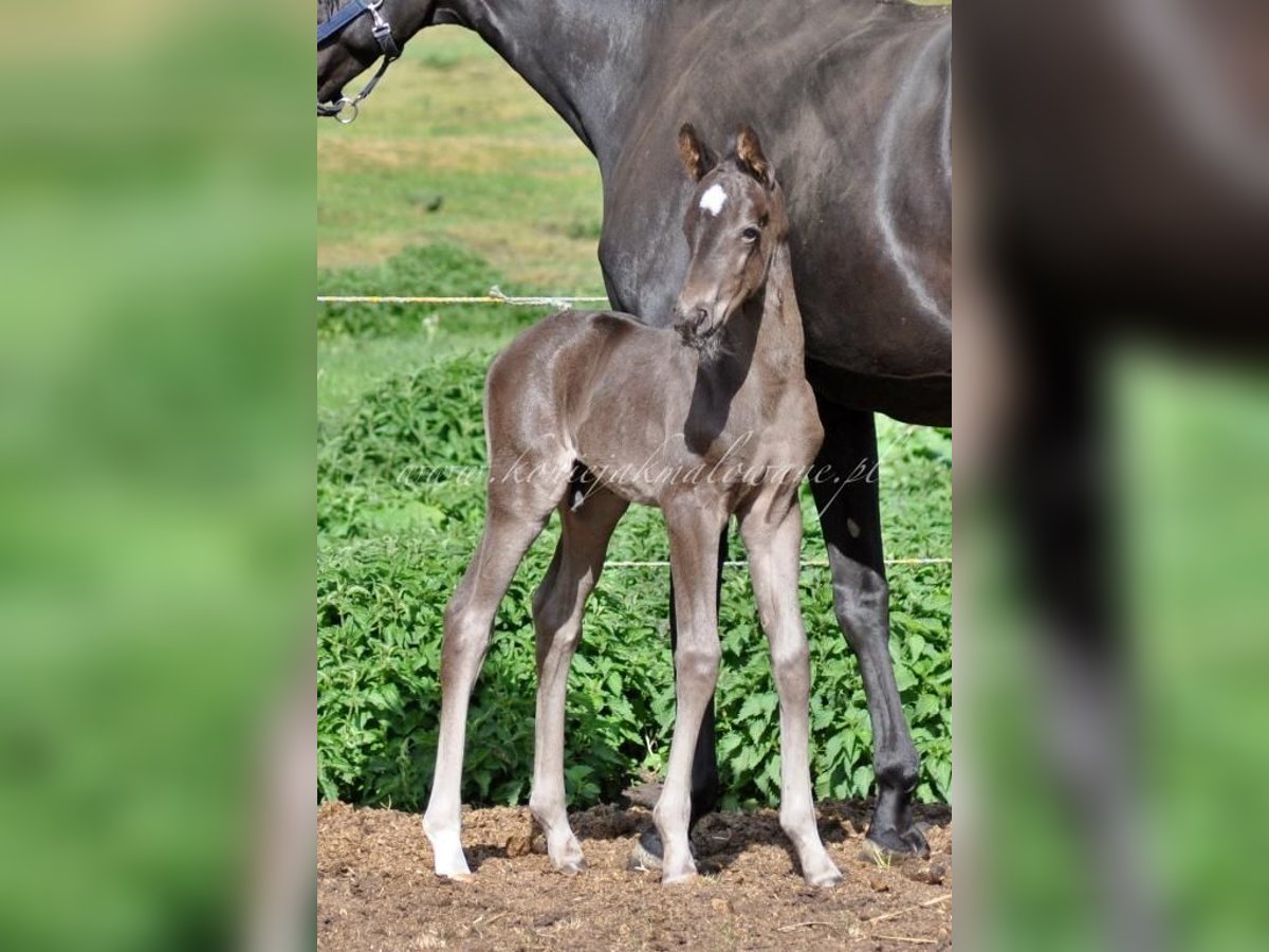 Hanoverian Stallion  Black in Pilchowo