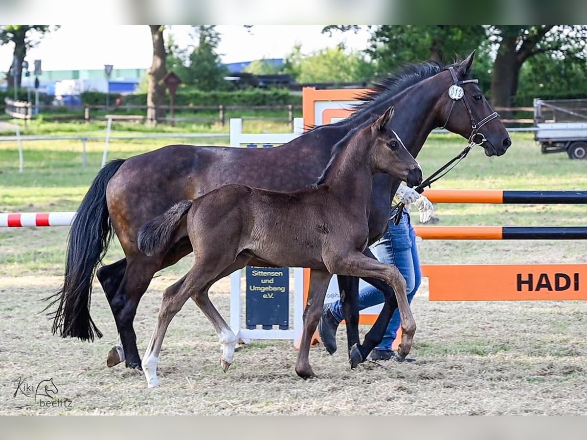 Hanoverian Stallion  Black in Breddorf