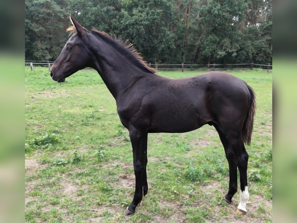 Hanoverian Stallion Foal (04/2024) Black in Havelaue