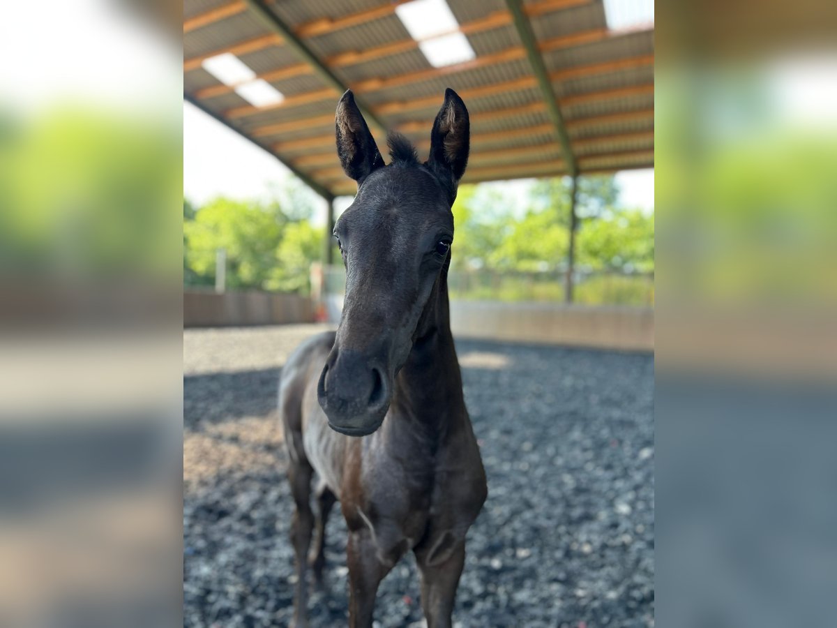 Hanoverian Stallion  Black in Spelle