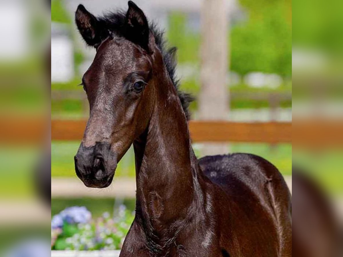 Hanoverian Stallion  Black in Verden (Aller)