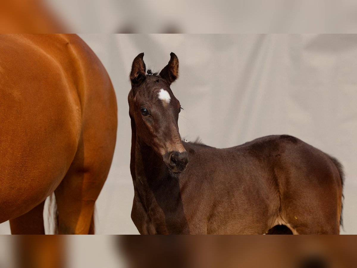 Hanoverian Stallion  Black in Wangerland Hohenkirchen