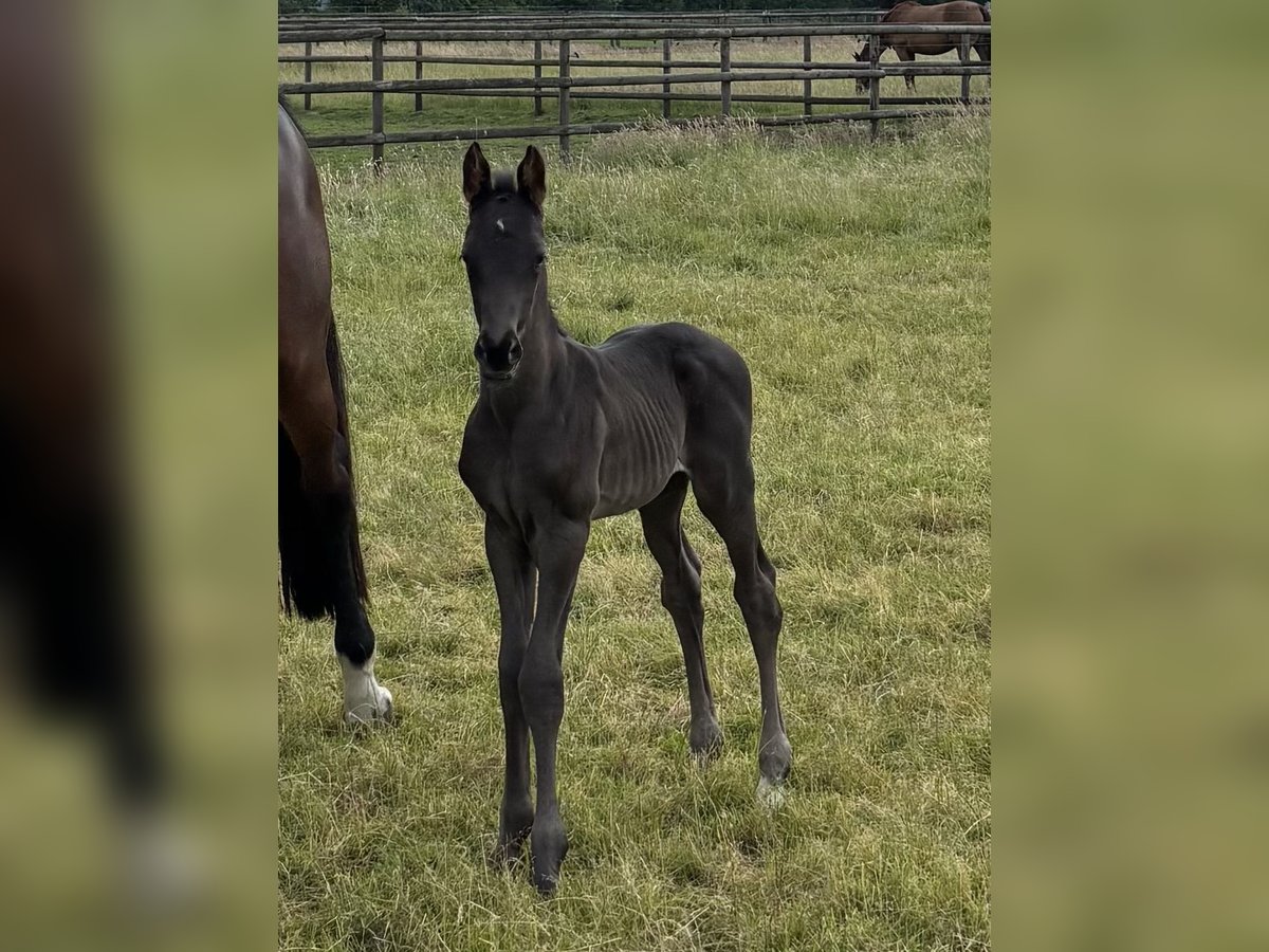 Hanoverian Stallion  Black in Weyhe