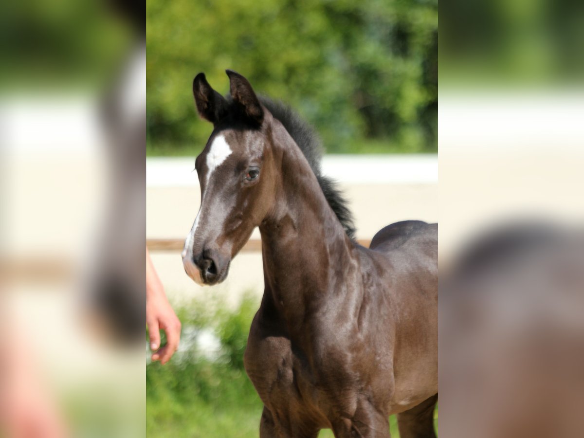 Hanoverian Stallion Foal (05/2025) Black in Wingst