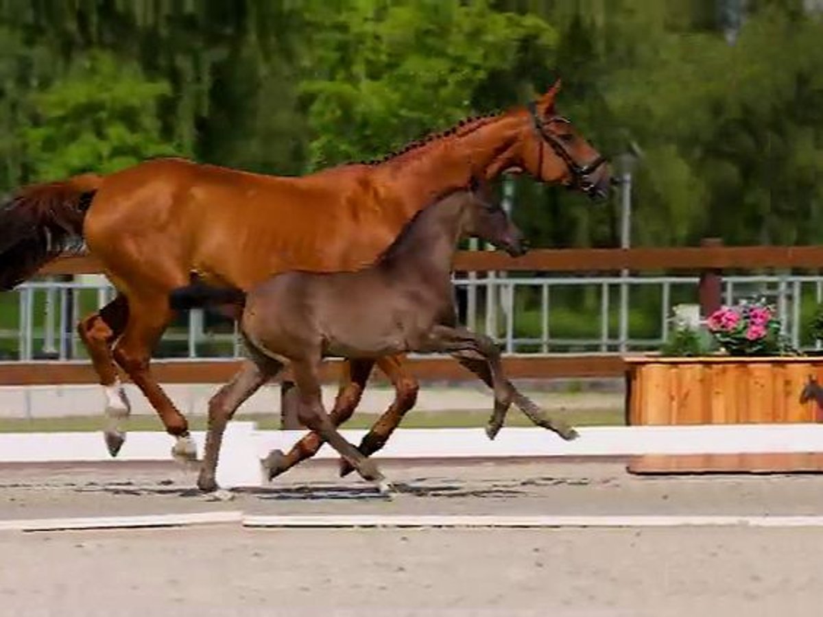 Hanoverian Stallion Foal (05/2025) Black in Nennhausen