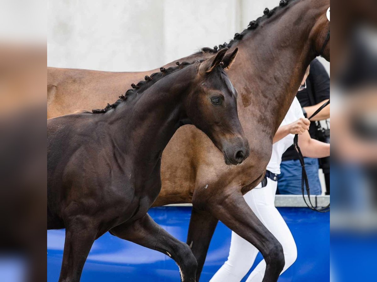 Hanoverian Stallion  Black in Zdzieszowice