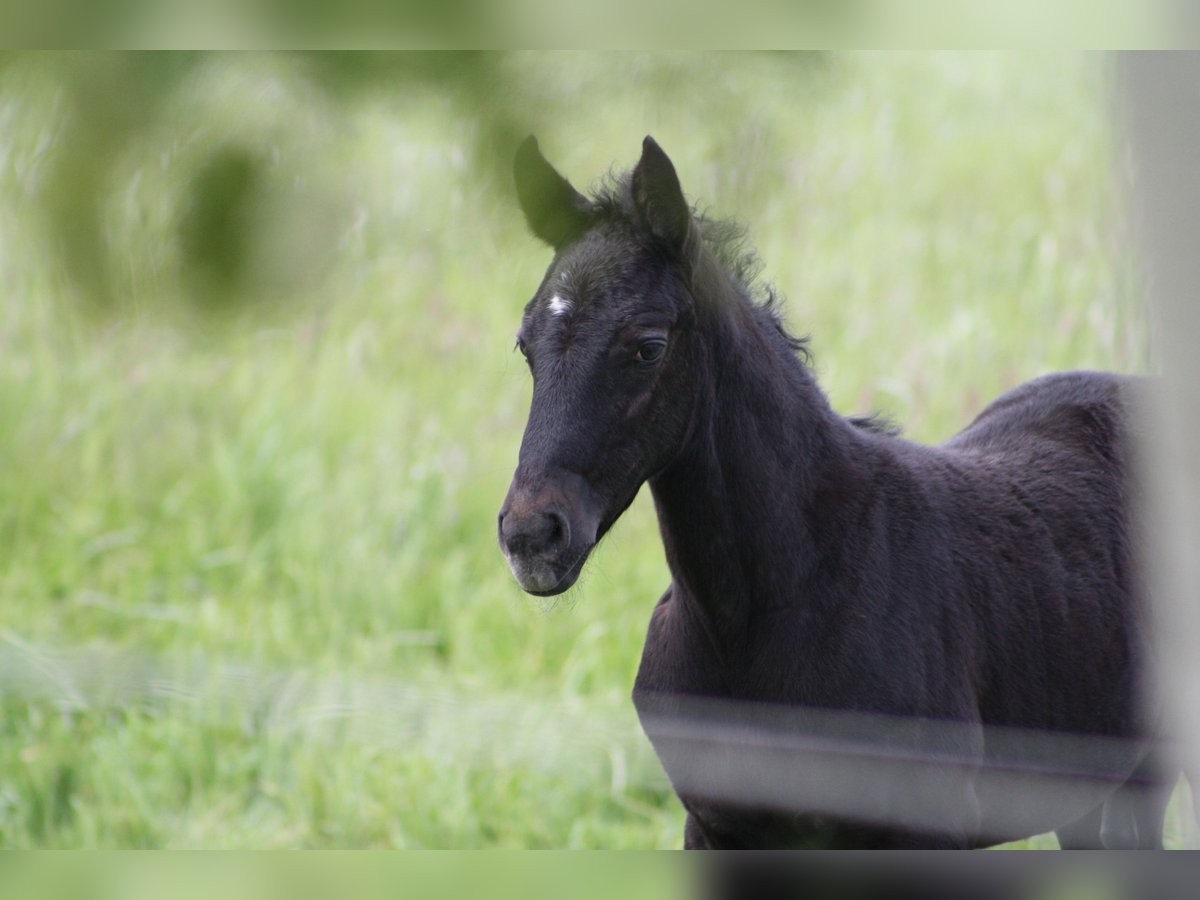 Hanoverian Stallion  Black in Hamburg