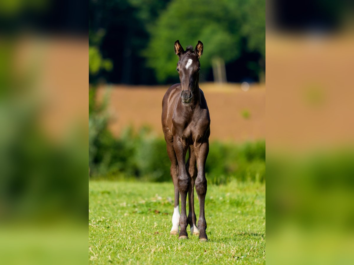 Hanoverian Stallion Foal (06/2025) Black in Osterr&#xF6;nfeld