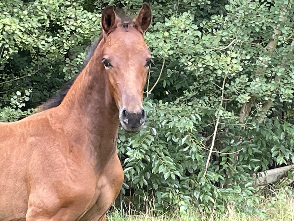 Hanoverian Stallion Foal (06/2025) Brown in Oldendorf