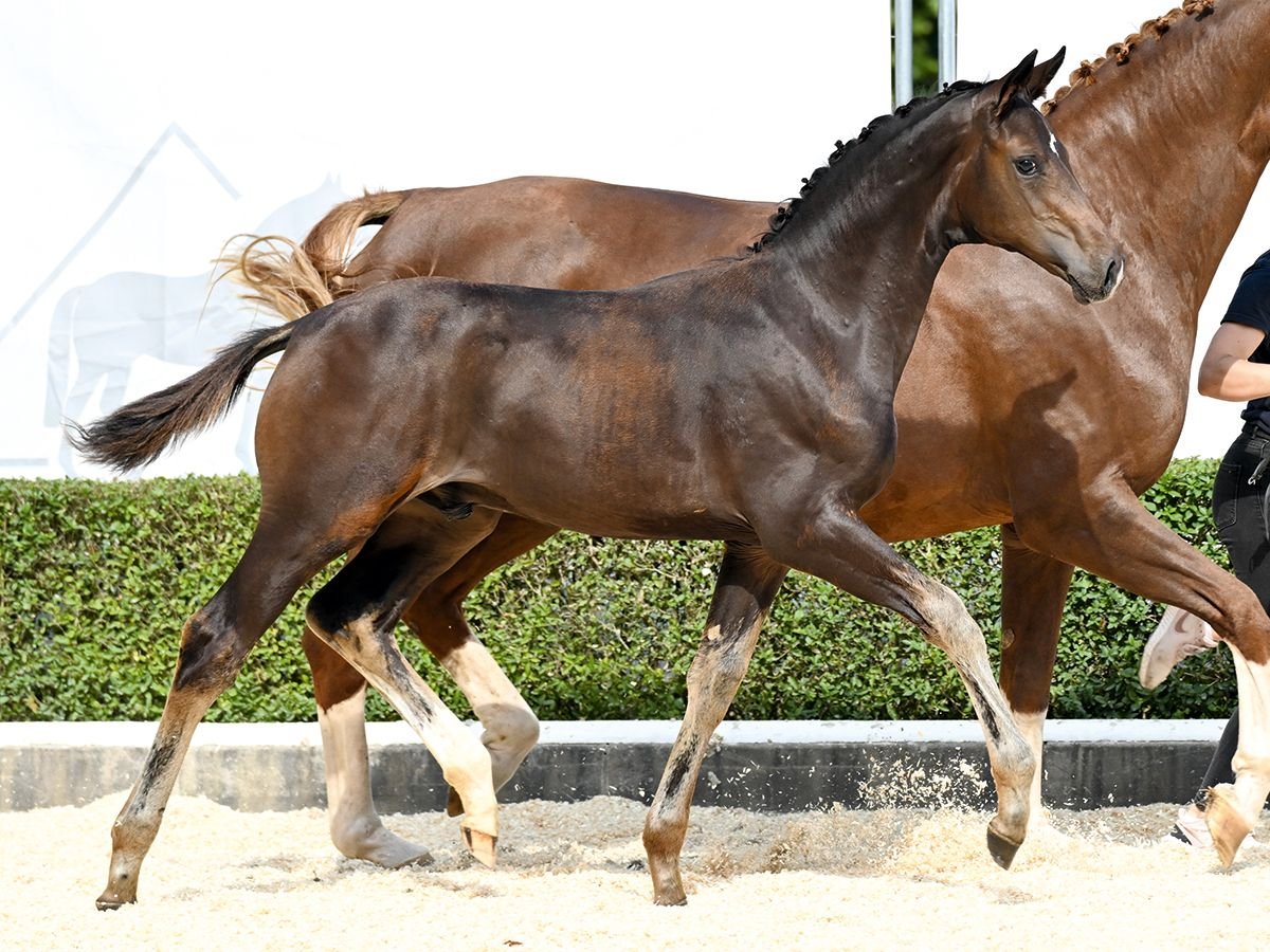 Hanoverian Stallion Foal (05/2025) Brown in Bad Bevensen