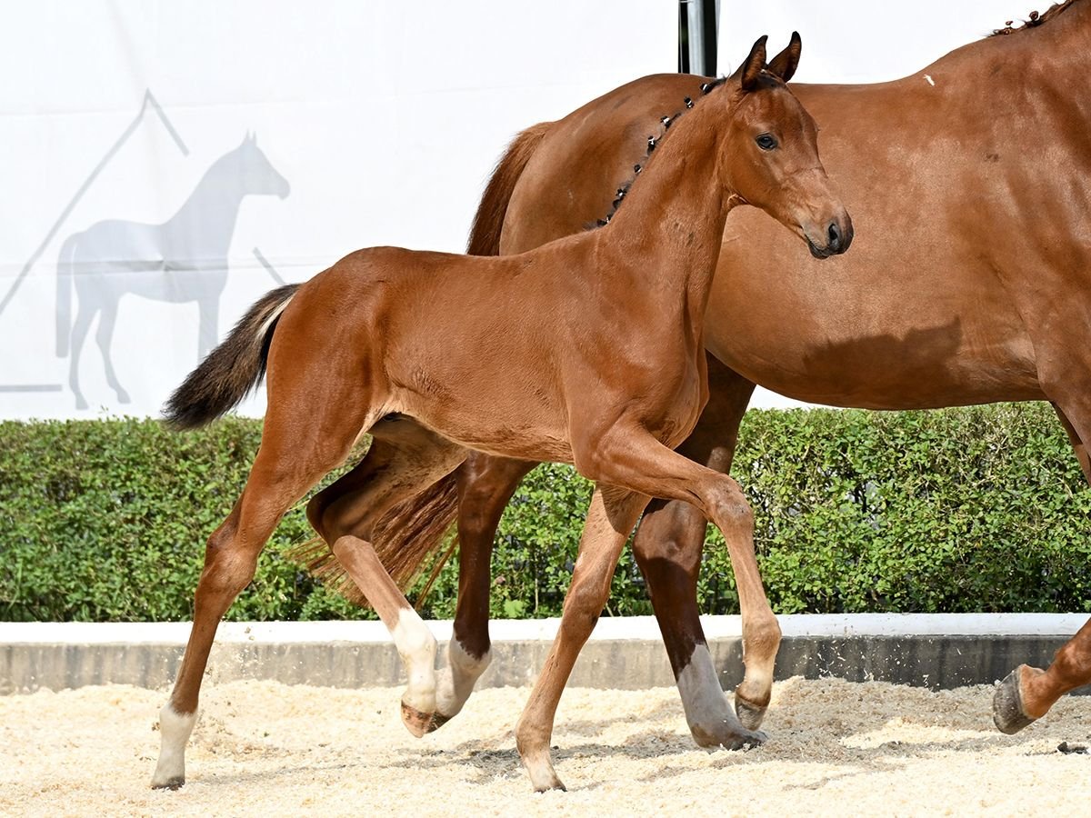 Hanoverian Stallion Foal (05/2025) Brown in Bad Bevensen