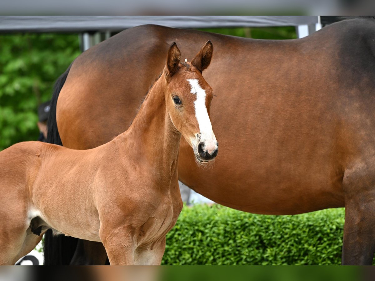 Hanoverian Stallion  Brown in Bad Bevensen