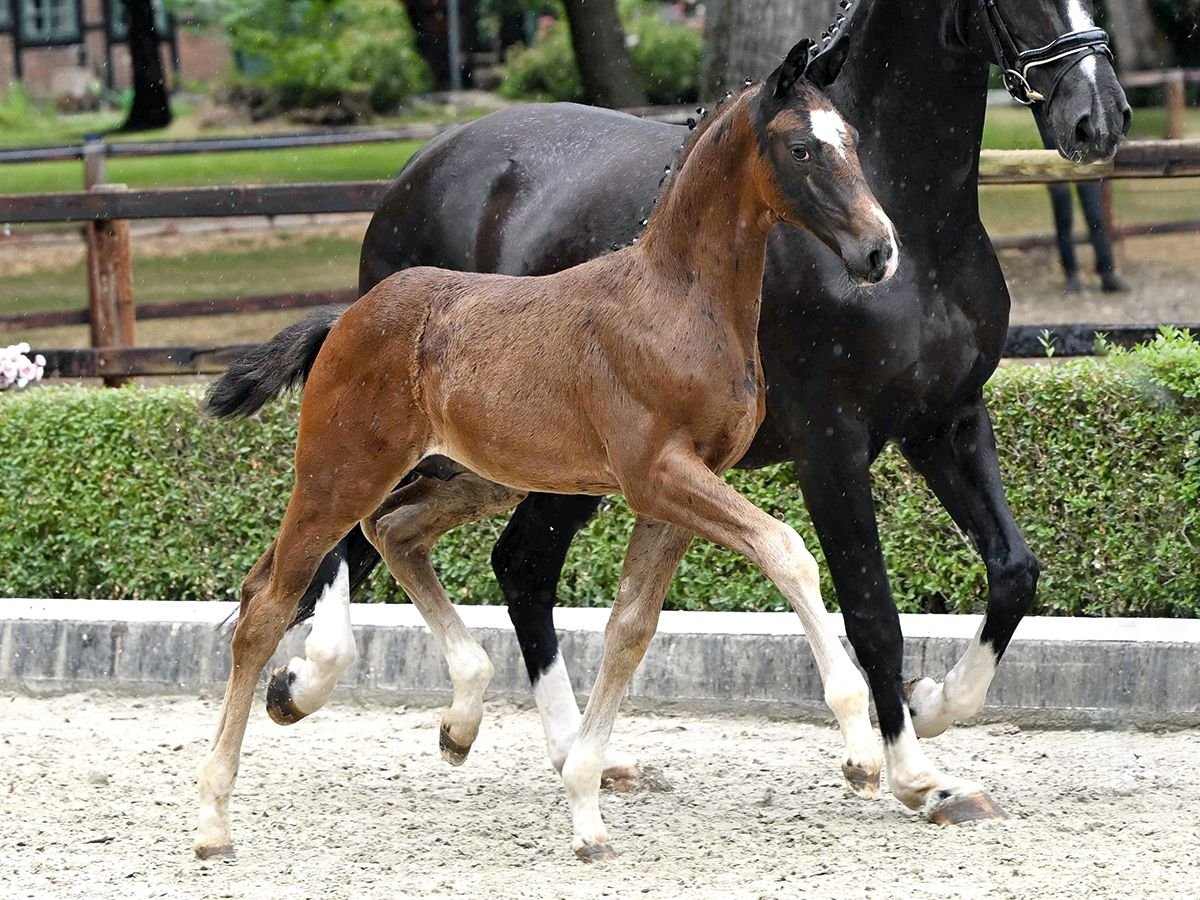 Hanoverian Stallion Foal (05/2025) Brown in Bad Bevensen