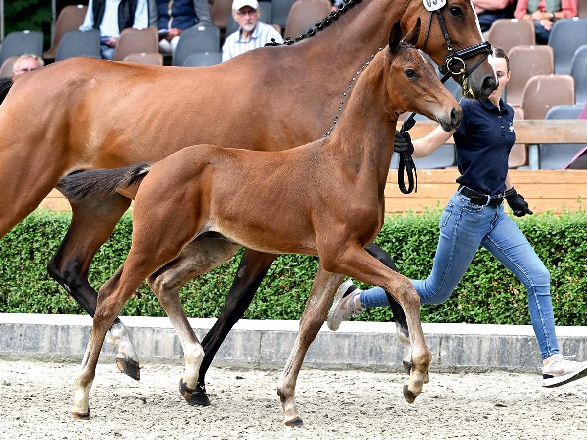 Hanoverian Stallion Foal (05/2025) Brown in Bad Bevensen