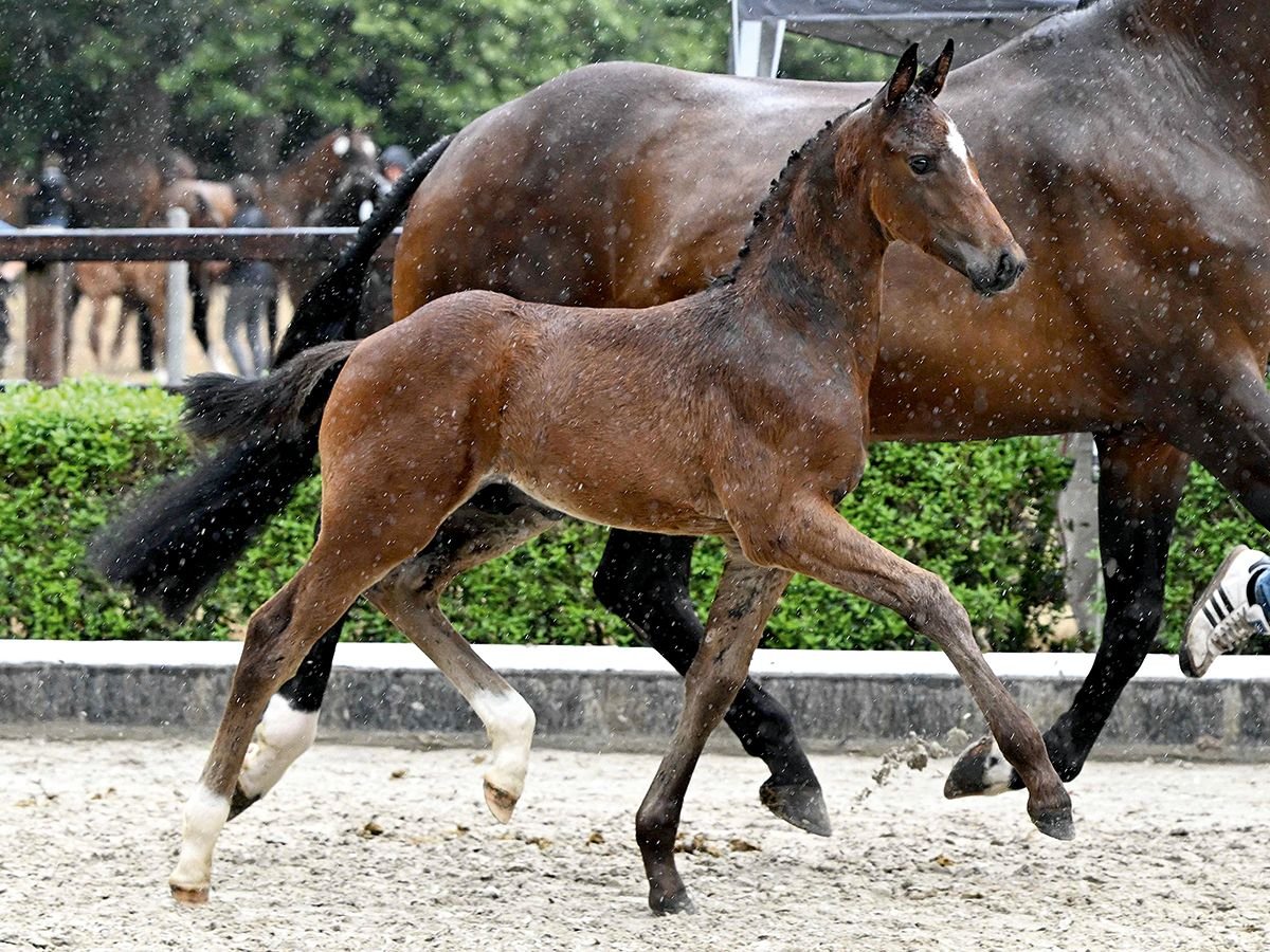 Hanoverian Stallion Foal (05/2025) Brown in Bad Bevensen