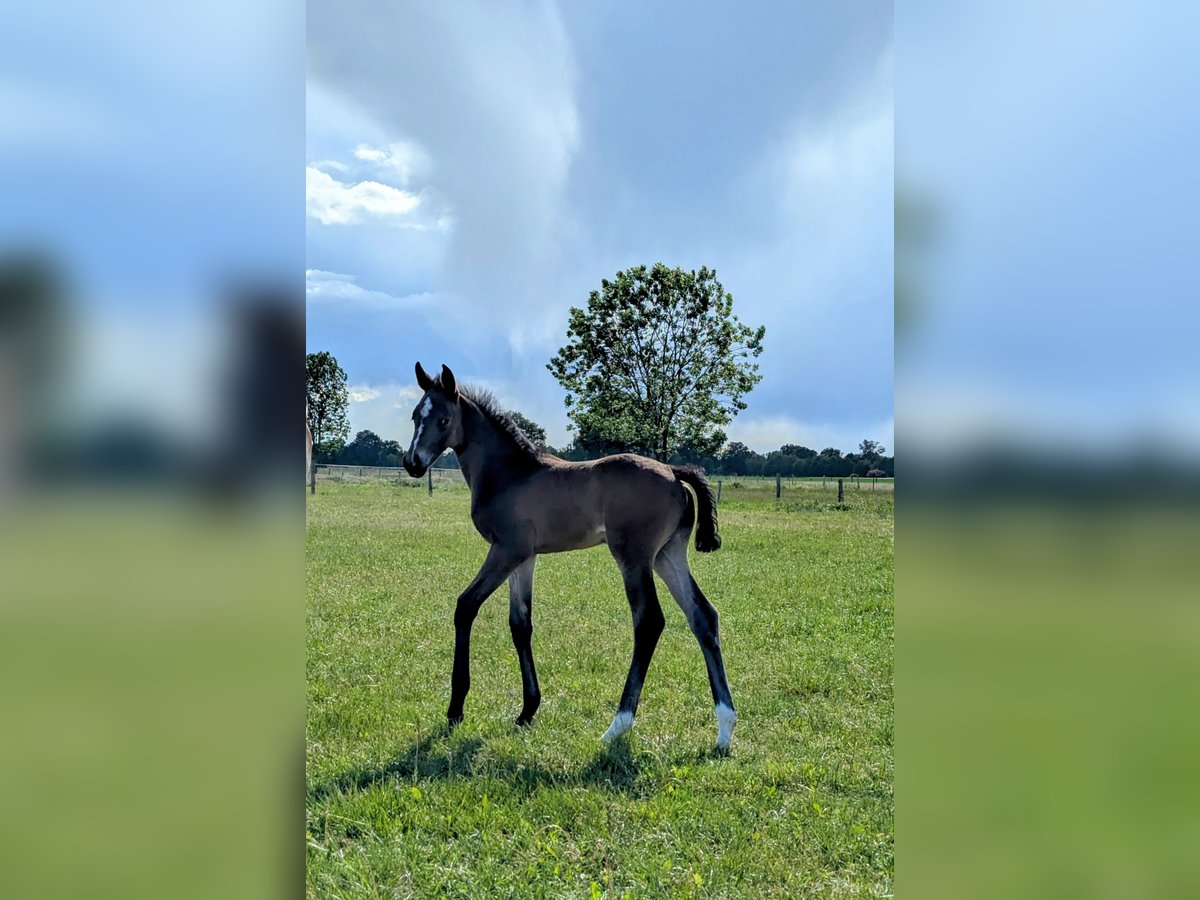 Hanoverian Stallion  Brown in Bleckede