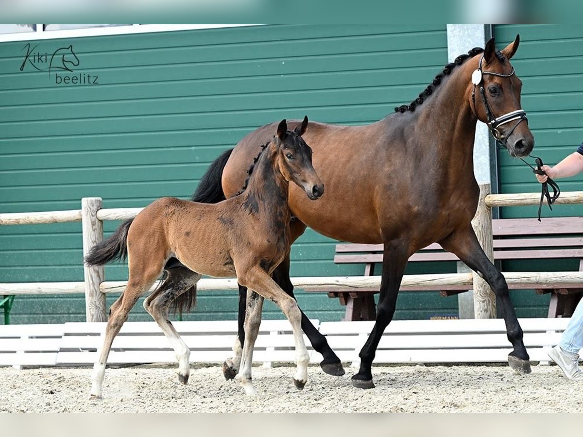 Hanoverian Stallion  Brown in Bohmte