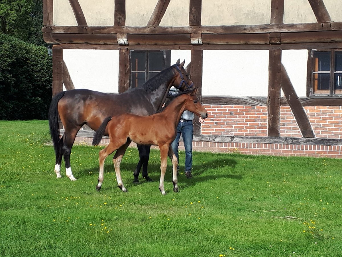 Hanoverian Stallion Foal (06/2024) Brown in Borstel