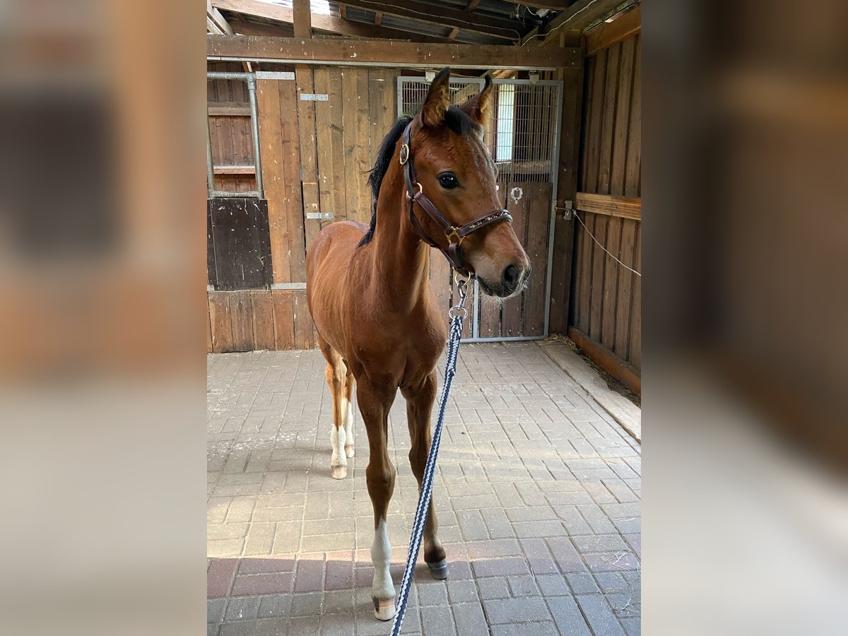 Hanoverian Stallion  Brown in Bramsche