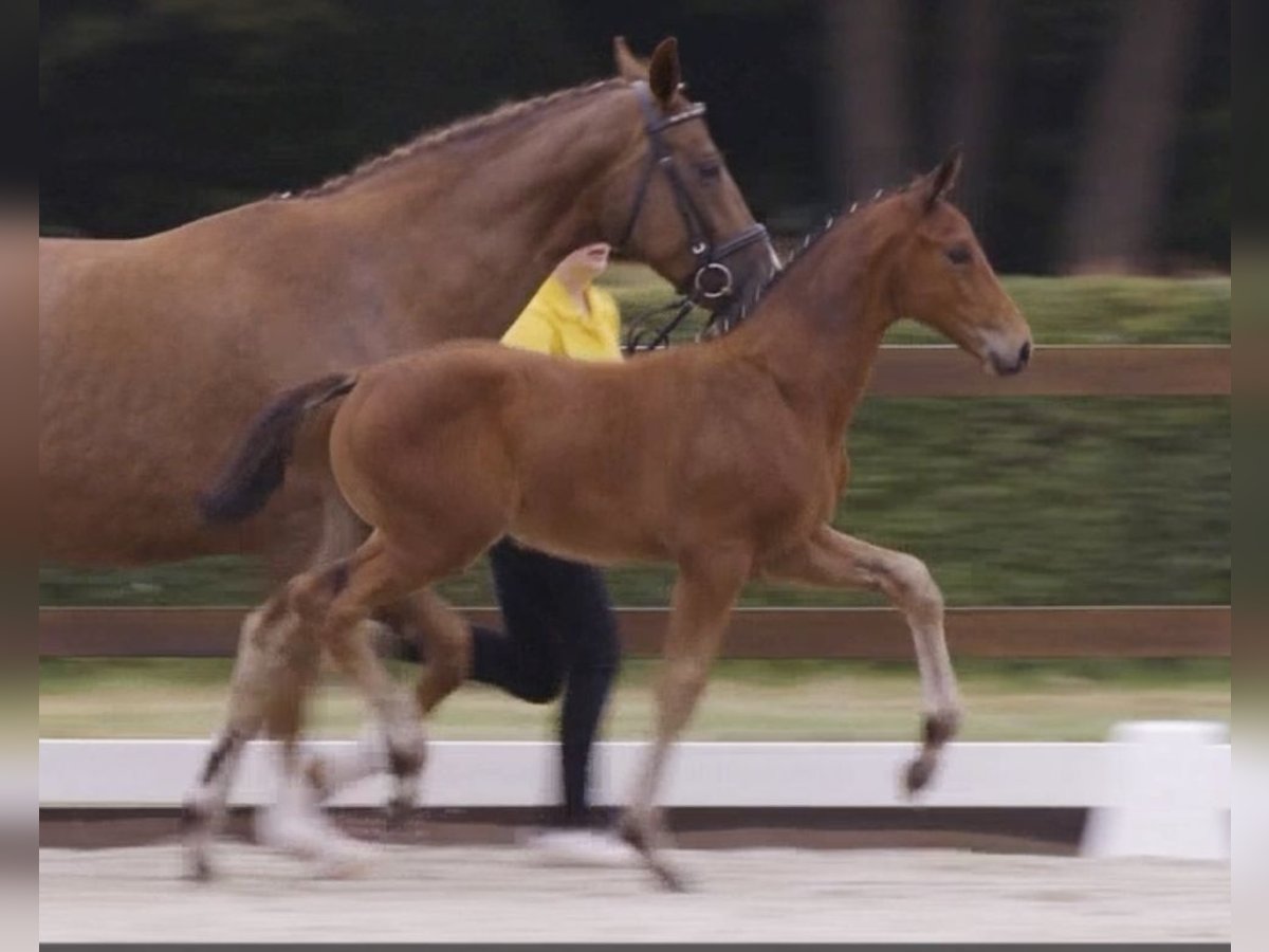Hanoverian Stallion Foal (06/2025) Brown in Aurich