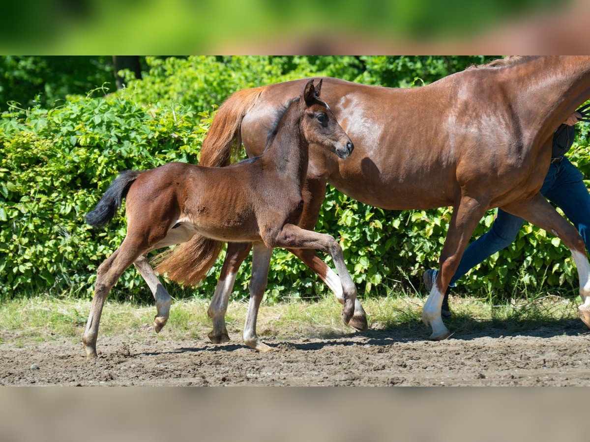Hanoverian Stallion  Brown in Mnchengladbach